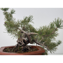 Pinus sylvestris I-7629 view 5