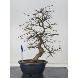 Carpinus turczaninovii -carpe coreano- I-7627