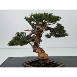 Juniperus chinensis itoigawa I-7638 view 5