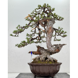 Pinus sylvestris I-7640