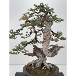 Pinus sylvestris I-7640 view 2