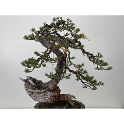 Pinus sylvestris I-7640 view 4