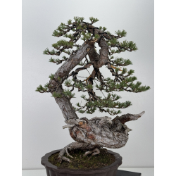 Pinus sylvestris I-7640 view 5