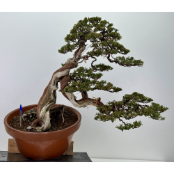 Juniperus sabina -sabina rastrera- A01361