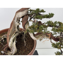 Juniperus sabina A01365 view 3