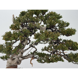 Juniperus sabina A01365 view 4