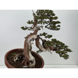 Juniperus sabina A01365 view 5