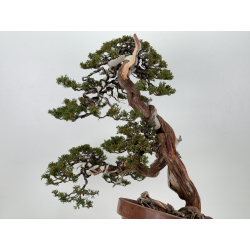 Juniperus sabina A01365 view 7