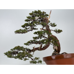 Juniperus sabina A01365 view 8