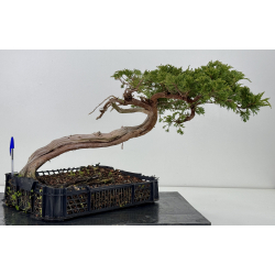 Juniperus sabina A01655