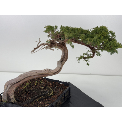 Juniperus sabina A01655 view 2