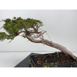 Juniperus sabina A01655 view 4