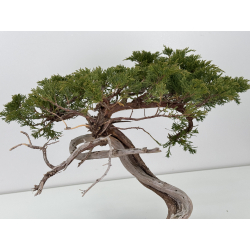 Juniperus sabina A01655 view 5