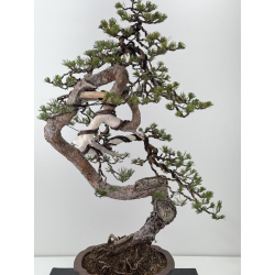 Pinus sylvestris I-7641