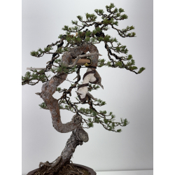 Pinus sylvestris I-7641 view 3