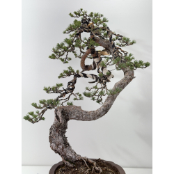 Pinus sylvestris I-7641 view 5