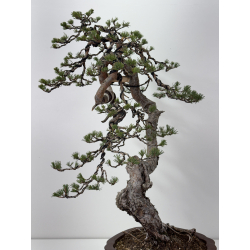 Pinus sylvestris I-7641 view 6