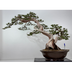 Juniperus sabina A01362