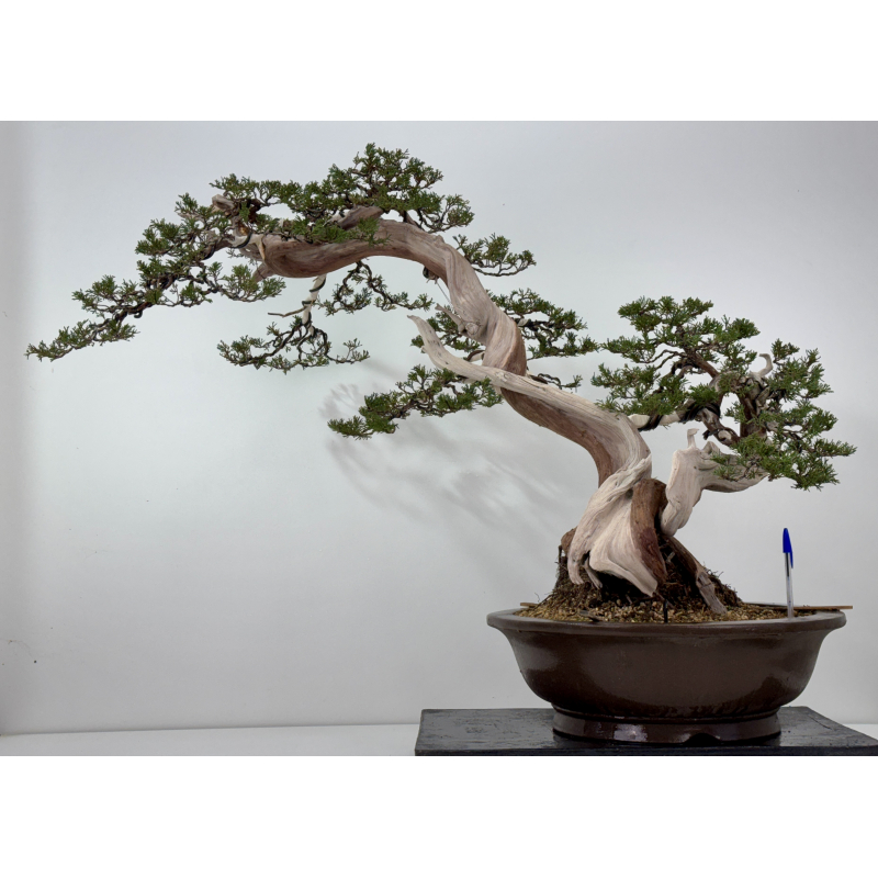 Juniperus sabina -sabina rastrera- A01362