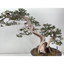 Juniperus sabina A01362 view 2