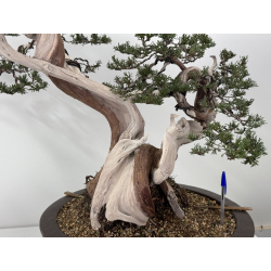 Juniperus sabina A01362 view 3