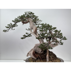 Juniperus sabina A01362 view 5