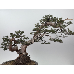 Juniperus sabina A01362 view 7