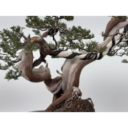 Juniperus sabina A01362 view 8