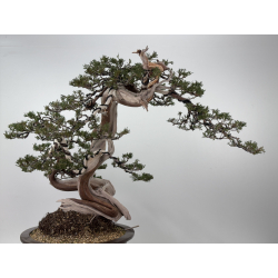 Juniperus sabina A01362 view 9