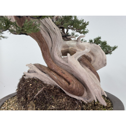 Juniperus sabina A01362 view 11