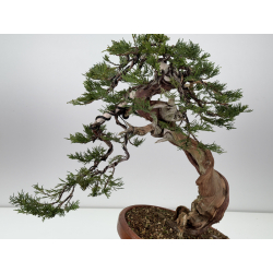 Juniperus sabina A01363 view 2