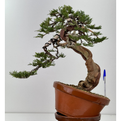 Juniperus sabina A01363