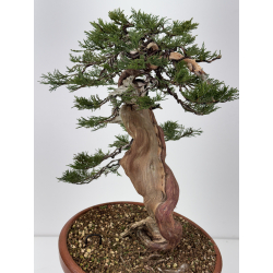 Juniperus sabina A01363 view 4