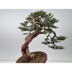 Juniperus sabina A01363 view 5