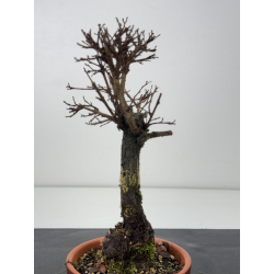 Zelkova nire I-7650 view 2