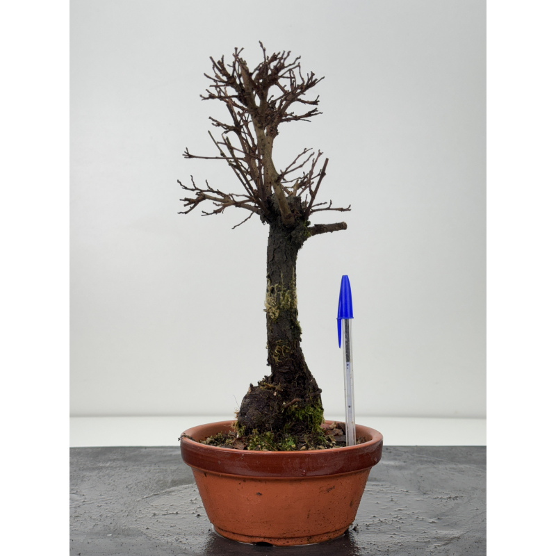 Zelkova nire I-7650