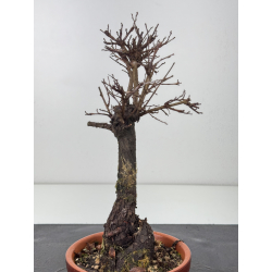 Zelkova nire I-7650 view 3