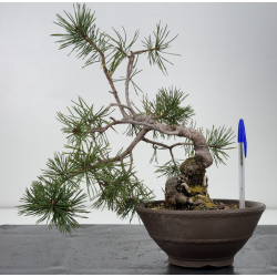 Pinus sylvestris I-7651