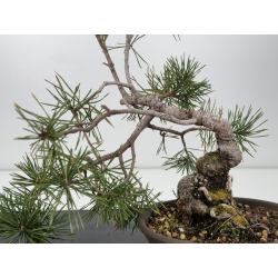 Pinus sylvestris I-7651 view 2