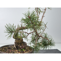 Pinus sylvestris I-7651 view 3