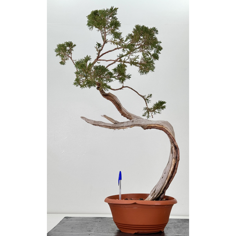 Juniperus sabina A01654