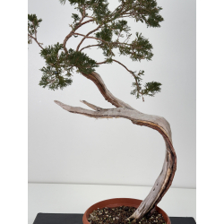 Juniperus sabina A01654 view 2