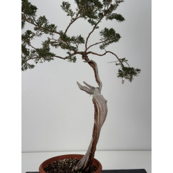 Juniperus sabina A01654 view 3