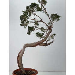 Juniperus sabina A01654 view 4