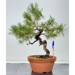 Pinus sylvestris I-7652