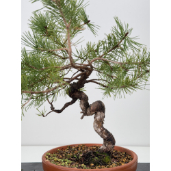 Pinus sylvestris I-7652 view 2