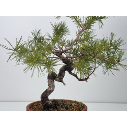 Pinus sylvestris I-7652 view 3