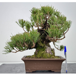 Pinus thunbergii corticosa I-7654