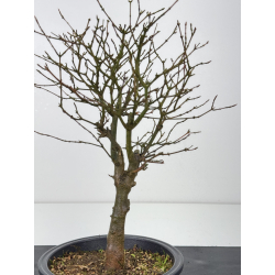 Acer buergerianum I-7659 view 2