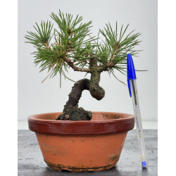 Pinus thunbergii  I-7660